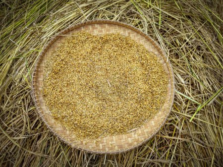 Photo for Image of isolated harvested rice paddy grain on round bamboo storage - Royalty Free Image