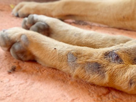 Photo for Dog back leg calluses or scabbies. Lying on the floor. - Royalty Free Image