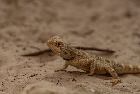 Photo for Chameleon on light orange sand floor in autumn fresh hot day - Royalty Free Image