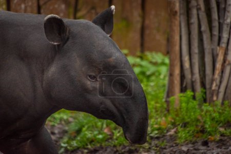 Photo for Big black and white tapirus animal in winter dirty cloudy wet day - Royalty Free Image