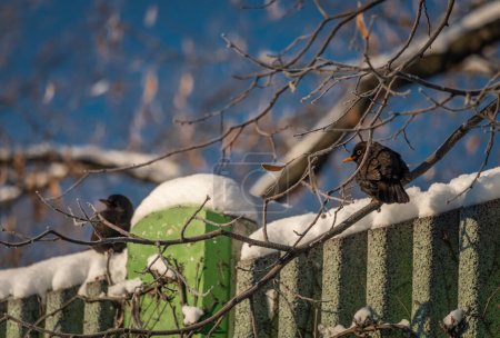 Foto de Mirlos pájaros en la pared soleada en la mañana soleada helada en busca de desayuno fresco - Imagen libre de derechos
