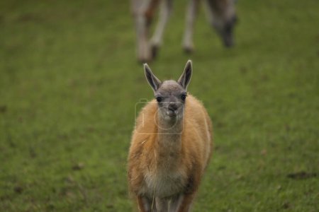 Photo for Llama on green grass in autumn wet day - Royalty Free Image