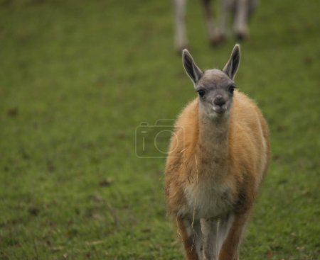 Photo for Llama on green grass in autumn wet day - Royalty Free Image