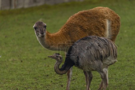 Photo for Rhea americana and llama on green grass in autumn wet day - Royalty Free Image