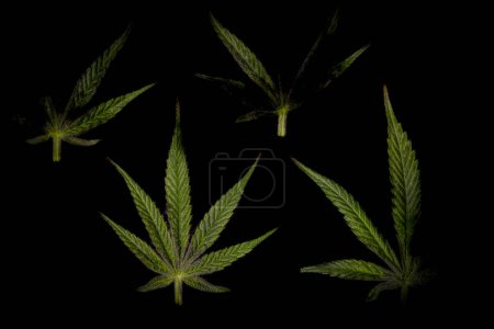 Photo for Color leaf of S.A.G.E. variety of marijuana ripened color flower with black and gray background - Royalty Free Image