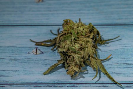 Téléchargez les photos : Marijuana sèche fleur vert foncé sur une vieille table en bois bleu - en image libre de droit