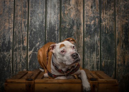 Téléchargez les photos : Pit bull terrier près de vieux mur en bois assis sur la boîte de bois orange - en image libre de droit