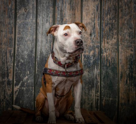Foto de Pit bull terrier cerca de la pared de madera vieja sentado en la caja de madera naranja - Imagen libre de derechos