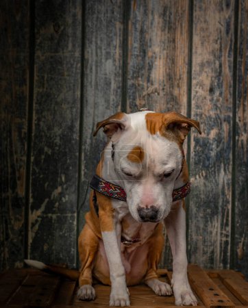 Téléchargez les photos : Pit bull terrier près de vieux mur en bois assis sur la boîte de bois orange - en image libre de droit