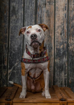 Foto de Pit bull terrier cerca de la pared de madera vieja sentado en la caja de madera naranja - Imagen libre de derechos