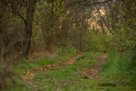 Téléchargez les photos : Chemin près du village de Zahradky au printemps ensoleillé couleur soirée fraîche - en image libre de droit