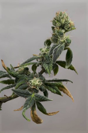 Photo for S.A.G.E. variety of marijuana flower with green blossoms and dark grey background - Royalty Free Image