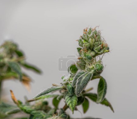 Photo for S.A.G.E. variety of marijuana flower with green blossoms and dark white background - Royalty Free Image