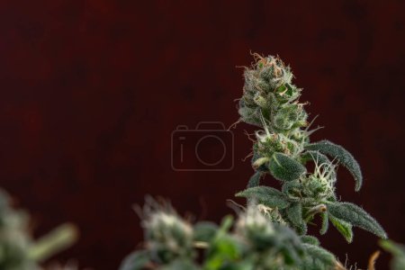Photo for S.A.G.E. variety of marijuana flower with green blossoms and dark red vintage background - Royalty Free Image