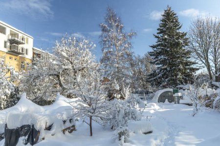 Photo for Snowy cold garden with deep white snow and tall trees and blue sunn sky - Royalty Free Image