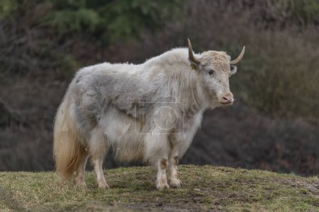 Photo for White Asia cow with long horn and hair on dry grass in cold winter day - Royalty Free Image