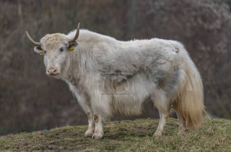 Photo for White Asia cow with long horn and hair on dry grass in cold winter day - Royalty Free Image