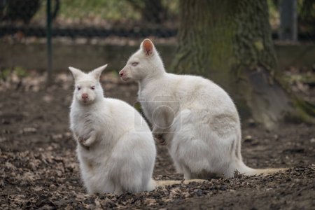 Photo for White cangaroo in winter cold day in dark garden - Royalty Free Image