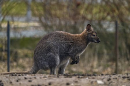 Photo for Brown cangaroo in winter cold day in garden with dirty ground - Royalty Free Image