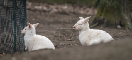 Photo for White cangaroo in winter cold day in dark garden - Royalty Free Image
