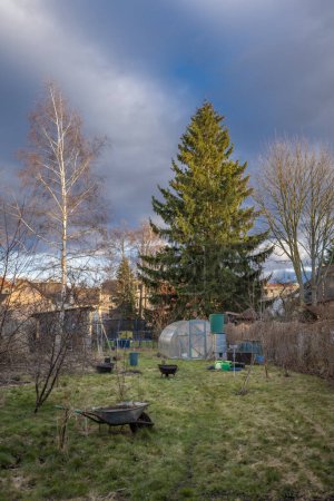 Photo for Winter garden without snow with greenhouse and tall spruce tree - Royalty Free Image