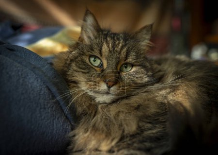 Foto de Tabby gato marrón acostado en color manta cama interior día soleado - Imagen libre de derechos