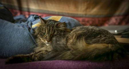 Foto de Tabby gato marrón acostado en color manta cama interior día soleado - Imagen libre de derechos