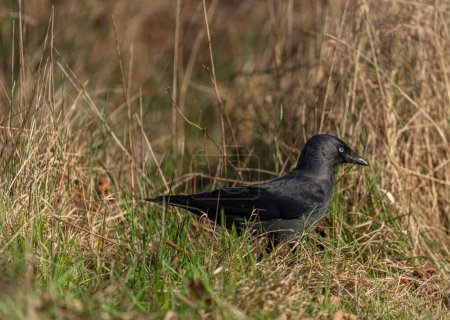 Jackdaw bird with black feathers in green dry spring grass in sunny fresh day