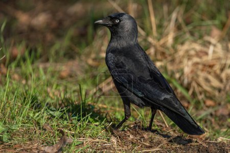Jackdaw oiseau avec des plumes noires dans l'herbe verte de printemps sec dans la journée fraîche ensoleillée