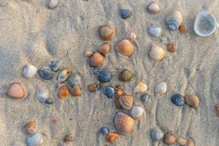 Beach near Domburg town in spring fresh morning with color sea shells