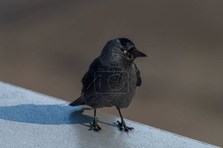 Jackdaw pájaro con plumas negras en el techo del aeropuerto azul claro en el día soleado