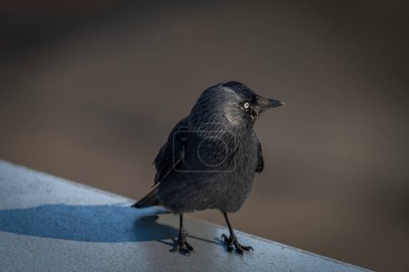 Jackdaw bird with black feathers on light blue airport roof in sunny day