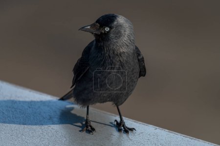 Jackdaw pájaro con plumas negras en el techo del aeropuerto azul claro en el día soleado