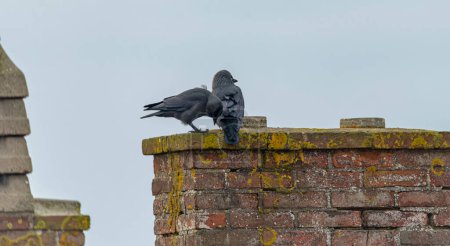 Jackdaw pájaro con plumas negras en la chimenea en día oscuro nublado