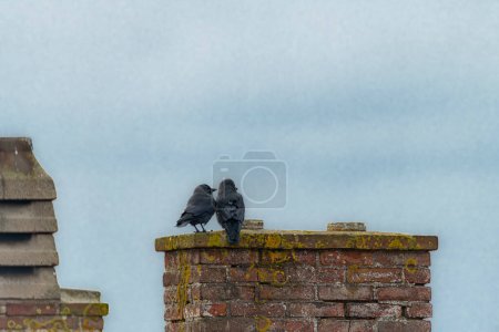 Dohlenvogel mit schwarzen Federn auf Schornstein bei trübem, dunklem Tag