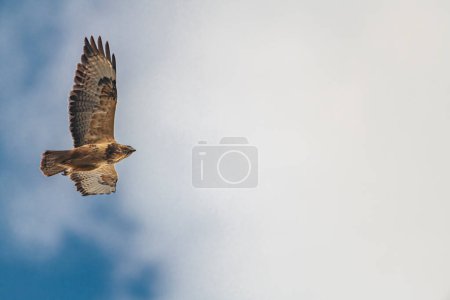 Buteo buteo oiseau volant sous le ciel bleu et ciel nuageux au printemps jour frais