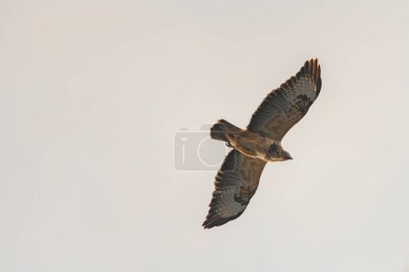 Buteo buteo bird flying under blue sky and cloudy sky in spring fresh day