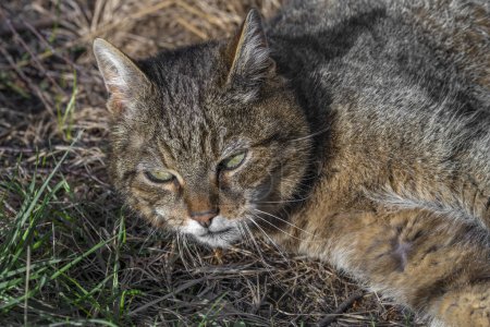 Tabby vieux chat mâle avec grande tête dans l'herbe ensoleillée printemps vert