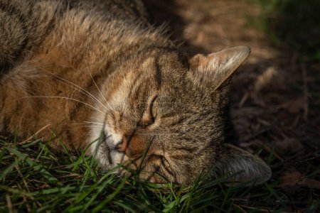 Tabby vieux chat mâle avec grande tête dans l'herbe ensoleillée printemps vert