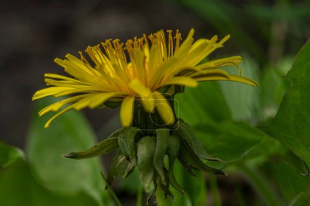 Fleur fraîche jaune de pissenlit printemps fleur dans l'herbe verte avec soleil briller