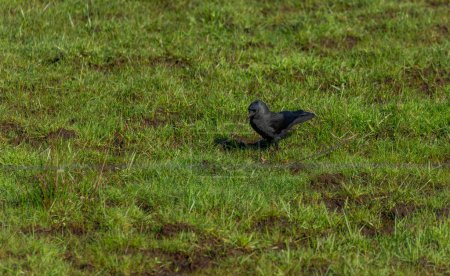 Jackdaw pájaro con plumas negras en verde hierba seca de primavera en día fresco y soleado