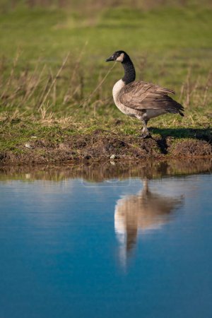Wild goose near lake with water in spring fresh sunny day in the Netherlands