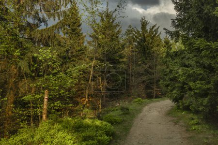 Grüner frischer Wald am Hang des Hügels Jested im Frühling Nordböhmen