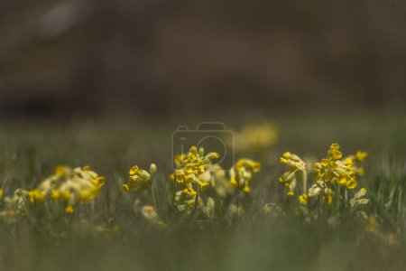 Wiesen mit frisch blühenden Blumen unter dem Simplonpass in Frühlingsfarbe sonniger Morgen