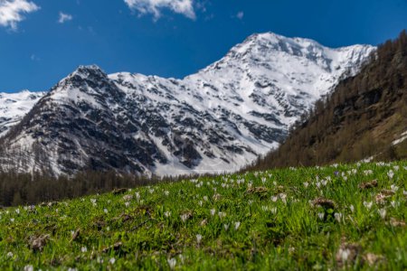 Spring meadow under Simplonpass with blue sky in sunny nice day