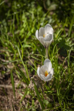 Prairies avec des fleurs fraîches en fleurs sous Simplonpass au printemps couleur matin ensoleillé