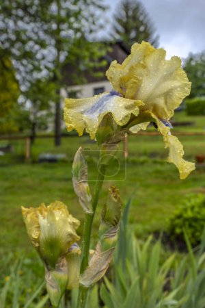 Yellow iris flower blossom with green grass background in summer fresh mountains after big rain