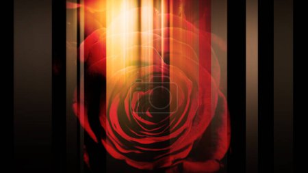 Photo for An image of a rose and a vertical line that moves left and right - Royalty Free Image