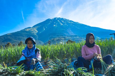 Foto de 2 de julio de 2022. Las mujeres están cosechando cebolla de primavera. Dusun Butuh, Magelang, Indonesia - Imagen libre de derechos