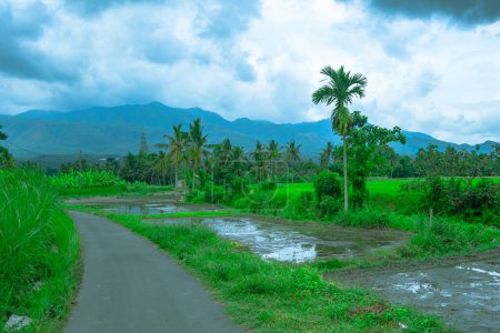 Photo for Landscape of paddy field with palm trees against the cloudy sky in the gloomy afternoon. - Royalty Free Image